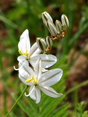 Chlorophytum angulicaule
