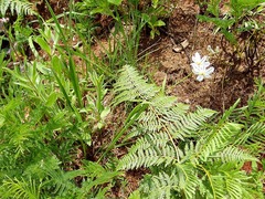 Chlorophytum angulicaule