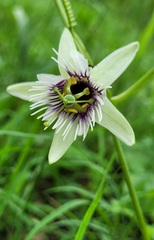 Passiflora morifolia
