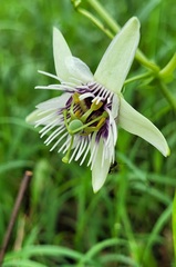 Passiflora morifolia