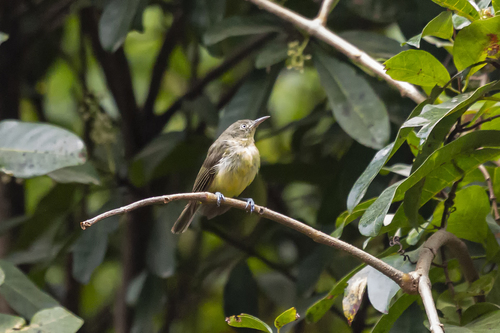 Green-backed Honeyeater