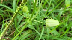 Passiflora morifolia