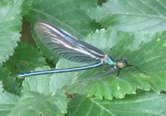 Calopteryx virgo