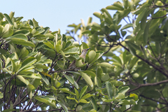 Xanthotis flaviventer