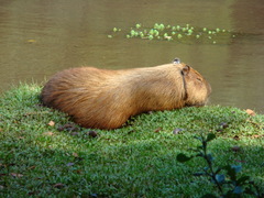 Hydrochoerus hydrochaeris