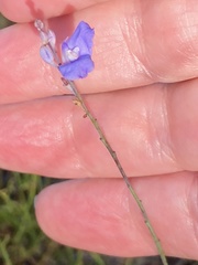 Comesperma defoliatum