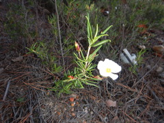 Cistus libanotis