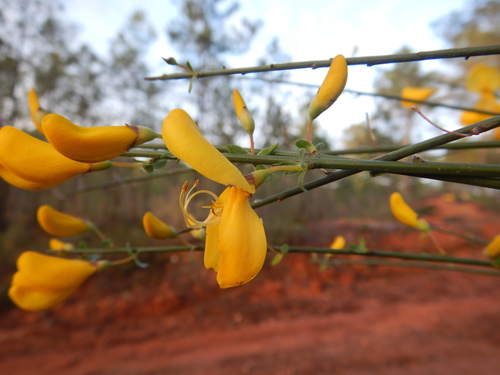 Cytisus grandiflorus, photograph 5