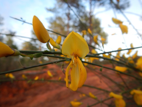 Cytisus grandiflorus, photograph 6