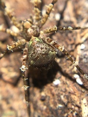 Gephyroctenus