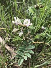 Astragalus cibarius