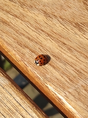 Harmonia axyridis