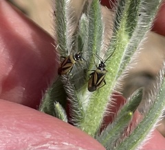 Plagiognathus moerens