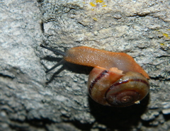 Sonorella virilis