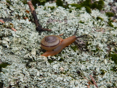 Sonorella virilis
