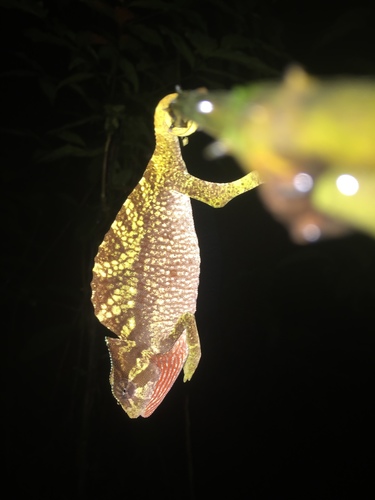 Crested Chameleon