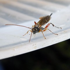 Itoplectis maculator