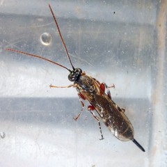 Itoplectis maculator