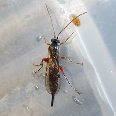 Itoplectis maculator