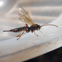 Itoplectis maculator