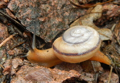 Sonorella virilis