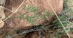 Asparagus striatus