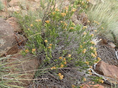 Helichrysum hamulosum