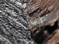 Psococerastis gibbosa