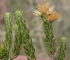 Helichrysum hamulosum