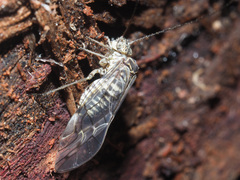 Psococerastis gibbosa