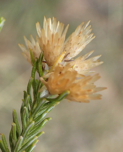 Image of Helichrysum hamulosum by (c) Nicola van Berkel, some rights reserved (CC BY-SA)