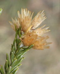 Helichrysum hamulosum