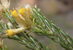 Helichrysum hamulosum