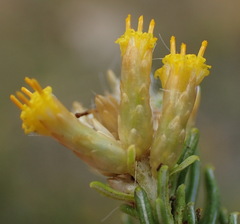 Helichrysum hamulosum