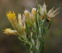 Helichrysum hamulosum