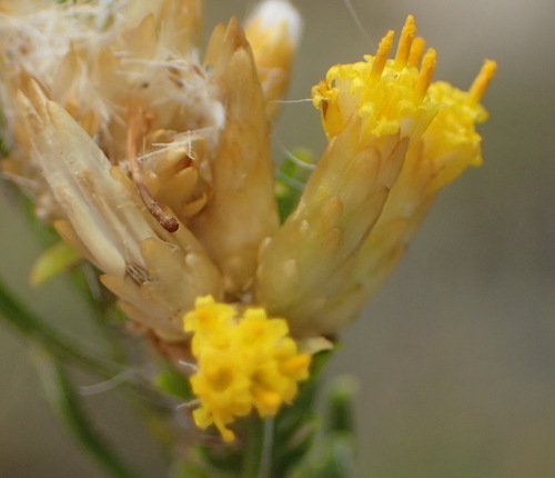 Image of Helichrysum hamulosum by (c) Nicola van Berkel, some rights reserved (CC BY-SA)