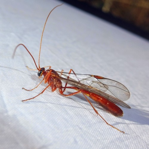 Ophion scutellaris