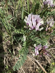 Astragalus cibarius