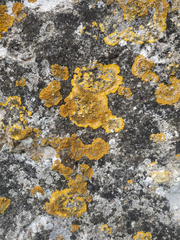 Variospora aurantia