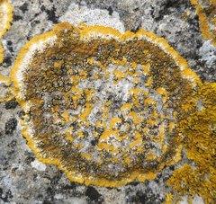 Variospora aurantia
