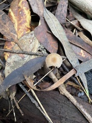 Mycena cystidiosa