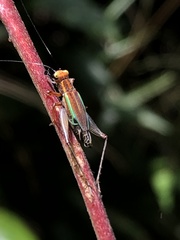Phylloscyrtus