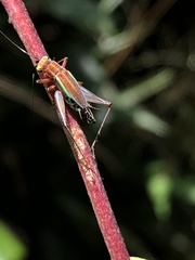 Phylloscyrtus