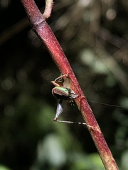Phylloscyrtus