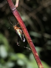 Phylloscyrtus