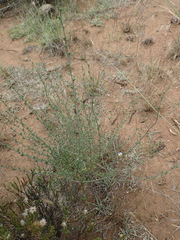 Lotononis sericophylla