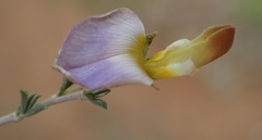 Lotononis sericophylla