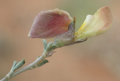 Lotononis sericophylla