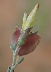 Lotononis sericophylla