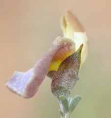 Lotononis sericophylla